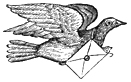 Carrier Pigeon