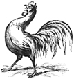 Rooster